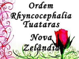 Ordem Rhyncocephalia Tuataras Nova Zelândia 