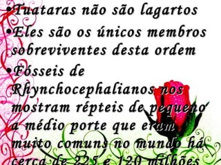Tuataras não são lagartos Eles são os únicos membros sobreviventes desta ordem Fósseis de Rhynchocephalianos nos mostram répteis de pequeno a médio porte que eram muito comuns no mundo há cerca de 225 e 120 milhões de anos atrás, muito antes do primeiro dinossauro aparecer na Terra.   