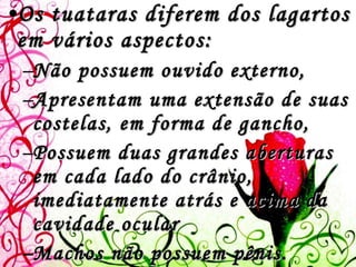 Os tuataras diferem dos lagartos em vários aspectos: Não possuem ouvido externo,  Apresentam uma extensão de suas costelas, em forma de gancho,  Possuem duas grandes aberturas em cada lado do crânio, imediatamente atrás e acima da cavidade ocular  Machos não possuem pênis. 