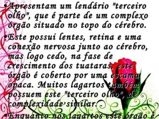 Apresentam um lendário "terceiro olho", que é parte de um complexo órgão situado no topo do cérebro.  Este possui lentes, retina e uma conexão nervosa junto ao cérebro, mas logo cedo, na fase de crescimento dos tuataras, este órgão é coberto por uma escama opaca. Muitos lagartos também possuem este "terceiro olho", de complexidade similar.  Enquanto nos lagartos este órgão é envolvido na regulação da temperatura do corpo, testes experimentais falharam ao testar esta mesma função nos tuataras. 