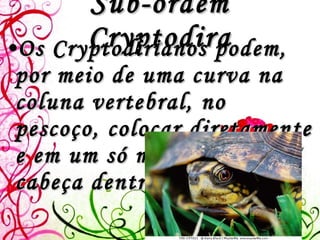 Sub-ordem Cryptodira Os Cryptodirianos podem, por meio de uma curva na coluna vertebral, no pescoço, colocar diretamente e em um só movimento, a cabeça dentro do casco.   