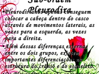 Sub-ordem Pleurodira Pleurodirianos apenas conseguem colocar a cabeça dentro do casco através de movimentos laterais, as vezes para a esquerda, as vezes para a direita.  Além dessas diferenças externas entre os dois grupos, existem importantes diferenciações na estrutura do crânio e do esqueleto. Os Pleurodirianos são encontrados somente na Austrália, América do Sul, América Central e sul da África. 