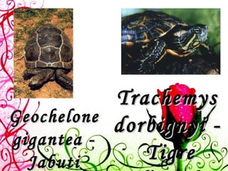Geochelone gigantea -  Jabuti Trachemys dorbignyi -  Tigre d’água 