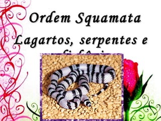 Ordem Squamata Lagartos, serpentes e anfisbênias 