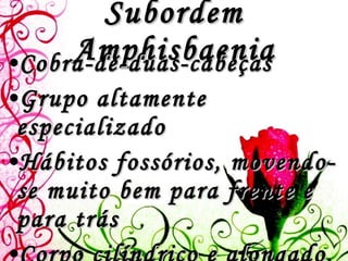 Subordem Amphisbaenia Cobra-de-duas-cabeças Grupo altamente especializado Hábitos fossórios, movendo-se muito bem para frente e para trás Corpo cilíndrico e alongado, não possui vestígios de membros externos 