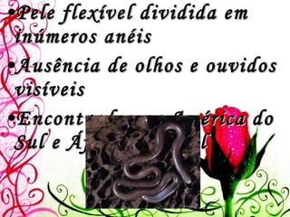 Pele flexível dividida em inúmeros anéis Ausência de olhos e ouvidos visíveis Encontrados na América do Sul e África tropical 