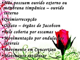 Não possuem ouvido externo ou membrana timpânica – ouvido interno Quimiorrecepção Olfato – órgãos de Jacobson Pele coberta por escamas Movimentação por ondulações laterais Movimento em Concertina Movimento retilínear Movimento por alças laterais 