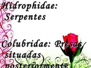 Hidrophidae: Serpentes Colubridae: Presas situadas posteriormente Maioria das Serpentes 