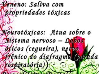 Veneno: Saliva com propriedades tóxicas Neurotóxicas:  Atua sobre o Sistema nervoso – Lobos óticos (cegueira), nervo frênico do diafragma (parada respiratória) Proteoliticas: Destrói hemáceas e vasos sanguíneos – hemorragias intensas nos tecidos 