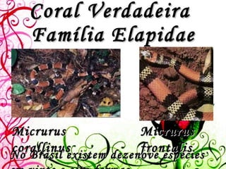 Coral Verdadeira  Família Elapidae Micrurus corallinus Micrurus frontalis No Brasil existem dezenove espécies em vinte e oito formas.   