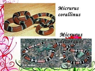 Micrurus corallinus Micrurus decoraus 