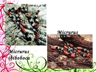 Micrurus ibiboboca Micrurus lemniscatus   