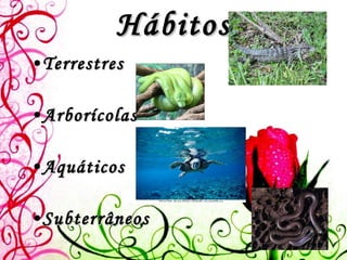 Hábitos Terrestres Arborícolas Aquáticos Subterrâneos 