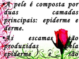 A pele é composta por duas camadas principais: epiderme e derme.  As escamas são produzidas pela epiderme e são compostas por queratina.  