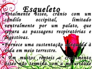 Totalmente ósseo, crânio com um côndilo occipital, limitado ventralmente por um palato, que separa as passagens respiratórias e digestivas.  Fornece uma sustentação adequada à vida em meio terrestre. Em muitos répteis o crescimento ósseo não termina com a maturidade sexual, o que permite a muitos exemplares atingirem tamanho gigantesco.  Esqueleto 