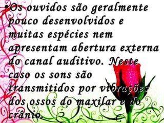 Os ouvidos são geralmente pouco desenvolvidos e muitas espécies nem apresentam abertura externa do canal auditivo. Neste caso os sons são transmitidos por vibrações dos ossos do maxilar e do crânio.  O paladar também não é um sentido muito importante para os répteis   