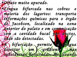 Olfato muito apurado.  Língua bifurcada nas cobras e maioria dos lagartos: transporta informações químicas para o órgão de Jacobson, localizado na zona anterior do palato e em comunicação com a cavidade bucal por ductos, onde são detectadas.  A bifurcação permite à língua detectar um gradiente nas substâncias detectadas, localizando a sua origem. Uma chanfradura na mandíbula permite a deslocação da língua.   