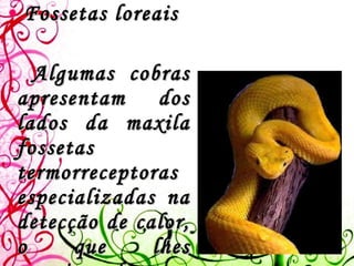Fossetas loreais Algumas cobras apresentam dos lados da maxila fossetas termorreceptoras especializadas na detecção de calor, o que lhes permite detectar as presas de sangue quente.   