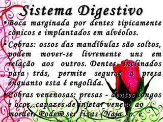 Sistema Digestivo Boca marginada por dentes tipicamente cônicos e implantados em alvéolos.   Cobras: ossos das mandíbulas são soltos, podem mover-se livremente uns em relação aos outros. Dentes inclinados para trás, permite segurar a presa enquanto esta é engolida.   Cobras venenosas: presas - dentes longos e ocos, capazes de injetar veneno ao morder. Podem ser fixas ( Naja sp.  e cobras marinhas) ou estar recolhidas para trás quando não estão em uso (cascavéis e víboras). 