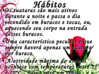 Hábitos Os tuataras são mais ativos durante a noite e passa o dia escondido em buracos e tocas, ou, aquecendo seu corpo na entrada desses buracos.  Uma característica peculiar é que sempre haverá apenas um tuatara por buraco. A atividade máxima do animal acontece com temperaturas entre 17 e 20ºC - baixo para um réptil - e a partir daí, sua atividade começa a decair a medida que a temperatura baixa, tornando-se praticamente inativos há 7ºC   