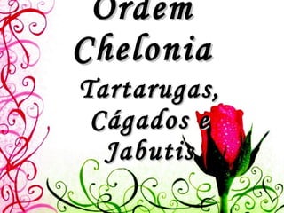 Ordem Chelonia Tartarugas, Cágados e Jabutis 