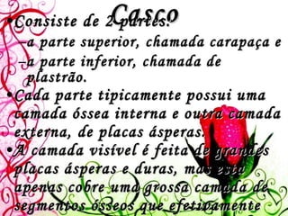 Casco Consiste de 2 partes:  a parte superior, chamada carapaça e  a parte inferior, chamada de plastrão.  Cada parte tipicamente possui uma camada óssea interna e outra camada externa, de placas ásperas.  A camada visível é feita de grandes placas ásperas e duras, mas esta apenas cobre uma grossa camada de segmentos ósseos que efetivamente forma o verdadeiro casco protetor. No local onde a carapaça encontra o plastrão, existe uma abertura para a cabeça, pernas e cauda.   