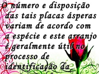 O número e disposição das tais placas ásperas variam de acordo com a espécie e este arranjo é geralmente útil no processo de identificação da espécie, embora existam muitas outras diferenças que ajudem a identificar. 