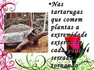 Nas tartarugas que comem plantas a extremidade externa de cada ponta é serrada, tornando mais fácil morder as plantas mais duras. 