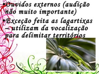 Ouvidos externos (audição não muito importante) Exceção feita as lagartixas – utilizam da vocalização para delimitar territórios 