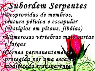 Subordem Serpentes Desprovidas de membros, cintura pélvica e escapular (vestígios em pítons, jibóias) Numerosas vértebras mais curtas e largas Córnea permanentemente protegida por uma escama modificada transparente Mobilidade reduzida do olho Visão deficiente 