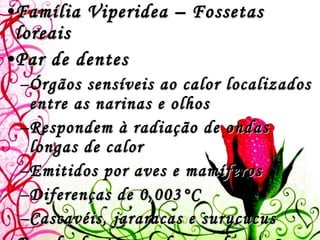 Família Viperidea – Fossetas loreais Par de dentes Órgãos sensíveis ao calor localizados entre as narinas e olhos Respondem à radiação de ondas longas de calor  Emitidos por aves e mamíferos  Diferenças de 0,003 °C Cascavéis, jararacas e surucucus Par de dentes em forma de presas – interior de uma bainha membranosa 
