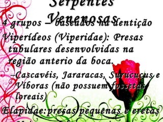 Serpentes Venenosas 4 grupos – baseados na dentição Viperídeos (Viperidae): Presas tubulares desenvolvidas na região anterio da boca. Cascavéis, Jararacas, Surucucus e Víboras (não possuem fossetas loreais) Elapidae:presas pequenas e eretas Najas, mambas e corais 