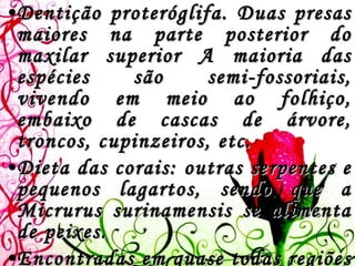 Dentição proteróglifa. Duas presas maiores na parte posterior do maxilar superior A maioria das espécies são semi-fossoriais, vivendo em meio ao folhiço, embaixo de cascas de árvore, troncos, cupinzeiros, etc. Dieta das corais: outras serpentes e pequenos lagartos, sendo que a  Micrurus surinamensis  se alimenta de peixes. Encontradas em quase todas regiões do Brasil, desde matas fechadas e úmidas até descampados e pradarias, sendo que a maioria das espécies se encontram na região amazônica. 