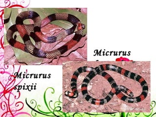 Micrurus spixii  Micrurus   frontalis   