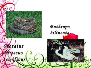Crotalus durissus terrificus Cascavel Bothrops bilineata Jararaca verde 