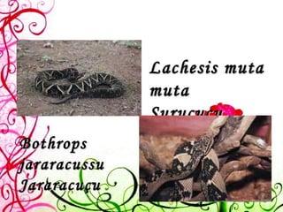 Bothrops jararacussu  Jararacuçu   Lachesis muta muta Surucucu   