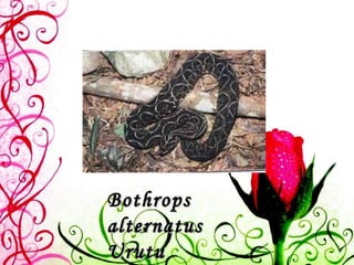 Bothrops alternatus Urutu   
