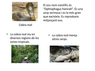El seu nom científic és
                            “Ophiophagus hannah”. És una
                            serp verinosa i es la més gran
                            que excisteix. Es reprodueix
                            mitjançant ous.
         Cobra real

• La cobra real viu en         • La cobra real menja
  diverses regions de les        altres serps.
  zones tropicals.
 