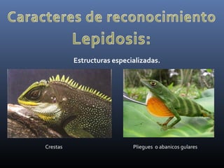 Estructuras especializadas.
Crestas Pliegues o abanicos gulares
 