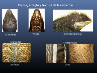 Forma, arreglo y textura de las escamas
Granulares Placas Cónicas o espinas
Imbricadas Yuxtapuestas
Quilladas Lisas
 