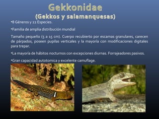 •8 Géneros y 22 Especies.
•Familia de amplia distribución mundial
Tamaño pequeño (5 a 15 cm). Cuerpo recubierto por escamas granulares, carecen
de párpados, poseen pupilas verticales y la mayoría con modificaciones digitales
para trepar.
•La mayoría de hábitos nocturnos con excepciones diurnas. Forrajeadores pasivos.
•Gran capacidad autotomica y excelente camuflage.
 
