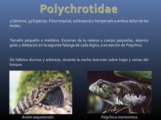 3 Géneros, 33 Especies. Pisos tropical, subtropical y temperado a ambos lados de los
Andes.
Tamaño pequeño a mediano. Escamas de la cabeza y cuerpo pequeñas, abanico
gular y dilatación en la segunda falange de cada digito, a excepción de Polychrus.
De hábitos diurnos y arbóreos, durante la noche duermen sobre hojas y ramas del
bosque.
Anolis aequatorialis Polychrus marmoratus
 