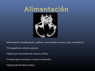 •Alimentación variada (peces, anfibios, otros reptiles, huevos, aves, mamíferos).
• Forrajeadoras activas y pasivas.
• Matan por inoculación de veneno o asfixia.
• Pueden pasar semanas o meses sin alimento.
• Ingesta del alimento entero.
 