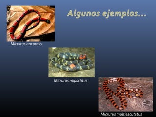 Micrurus ancoralis
Micrurus mipartitus
Micrurus multiescutatus
 