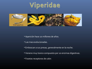• Aparición hace 20 millones de años.
• Las mas evolucionadas.
• Emboscan a sus presas, generalmente en la noche.
• Veneno muy toxico compuesto por 20 enzimas digestivas.
• Fosetas receptoras de calor.
 