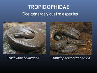 TROPIDOPHIDAE
Trachyboa boulengeri Tropidophis taczanowskyi
Dos géneros y cuatro especies
 