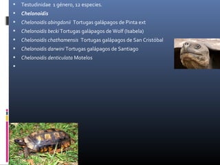  Testudinidae  1 género, 12 especies.
 Chelonoidis
 Chelonoidis abingdonii  Tortugas galápagos de Pinta ext
 Chelonoidis becki Tortugas galápagos de Wolf (Isabela)
 Chelonoidis chathamensis  Tortugas galápagos de San Cristóbal
 Chelonoidis darwini Tortugas galápagos de Santiago
 Chelonoidis denticulata Motelos

 
