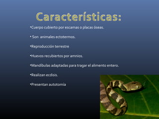 •Cuerpo cubierto por escamas o placas óseas.
• Son animales ectotermos.
•Reproducción terrestre
•Huevos recubiertos por amnios.
•Mandíbulas adaptadas para tragar el alimento entero.
•Realizan ecdisis.
•Presentan autotomía
 
