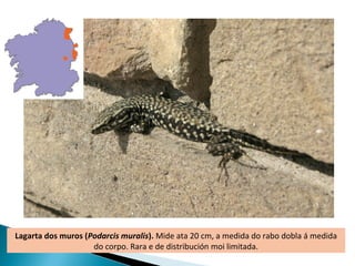 Lagarta dos muros (Podarcis muralis). Mide ata 20 cm, a medida do rabo dobla á medida
                    do corpo. Rara e de distribución moi limitada.
 
