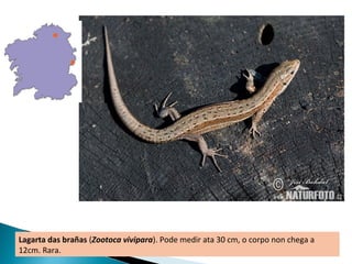 Lagarta das brañas (Zootoca vivipara). Pode medir ata 30 cm, o corpo non chega a
12cm. Rara.
 